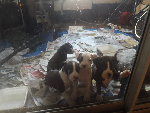 Home Improvement Store «Tractor Supply Co.», reviews and photos, 8447 FL-54, New Port Richey, FL 34655, USA