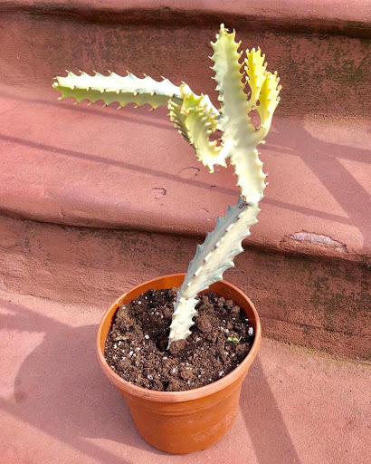 Florist «Bouquets and Baskets», reviews and photos, 548 Jersey Ave, Jersey City, NJ 07302, USA