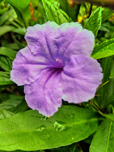 Miniature Golf Course «Congo River Golf», reviews and photos, 20060 US-19, Clearwater, FL 33764, USA