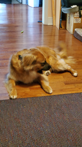 Pet Supply Store «PetSmart», reviews and photos, 1110 Hospitality Dr, Rock Hill, SC 29730, USA