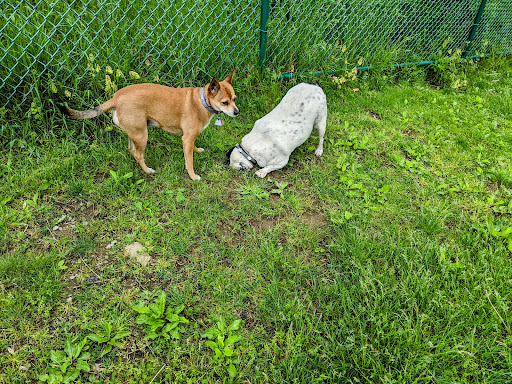 Dog Park «Thomas Bull Memorial Park», reviews and photos, 211 New York 416, Montgomery, NY 12549, USA