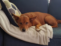 Lucky Dogs Pet Sitting - Photo 5 - Car repair in Hollywood, FL, Miami