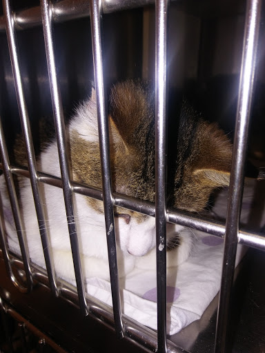 Pet Supply Store «PetSmart», reviews and photos, 1945 Pavilion Way, Lexington, KY 40509, USA