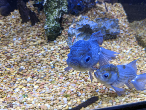 Tropical Fish Store «Premier Aquatics», reviews and photos, 1801 Roswell Rd, Marietta, GA 30062, USA