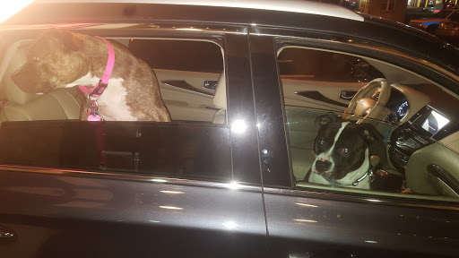 Pet Supply Store «Petco Animal Supplies», reviews and photos, 1141 Wantagh Ave, Wantagh, NY 11793, USA