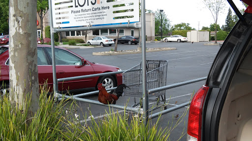 Discount Store «Big Lots», reviews and photos, 1320 Franklin Rd, Yuba City, CA 95993, USA