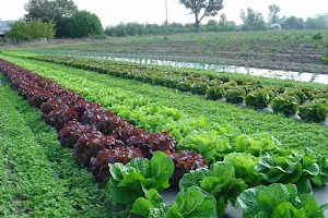 La grange aux légumes image