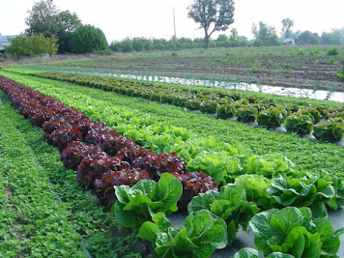 La grange aux légumes à Bévillers