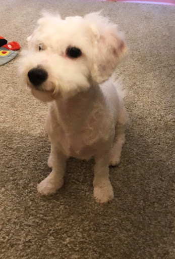 Pet Supply Store «PetSmart», reviews and photos, 100 108th Ave NE, Bellevue, WA 98004, USA