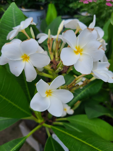 Hardware Store «Proctor Ace Hardware», reviews and photos, 5723 University Blvd W, Jacksonville, FL 32216, USA