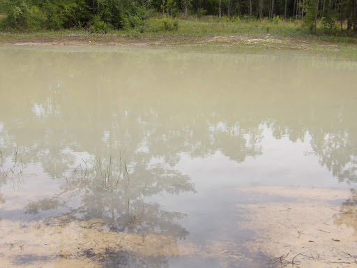 National Forest «Apalachicola National Forest», reviews and photos, Stateroad 13, Sopchoppy, FL 32358, USA