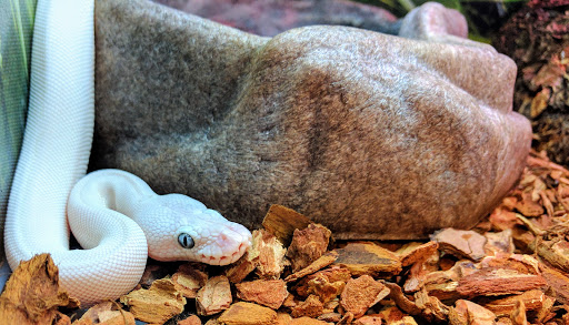 Pet Supply Store «PetSmart», reviews and photos, 1600 N Jackson St #310, Tullahoma, TN 37388, USA