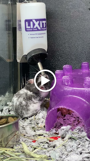 Pet Supply Store «PetSmart», reviews and photos, 971 Norland Ave, Chambersburg, PA 17201, USA