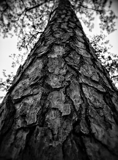 Park «Cy-Champ Park», reviews and photos, 14619 Cutten Rd, Houston, TX 77070, USA