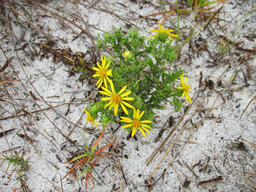 Nature Preserve «Duette Preserve», reviews and photos, 2649 Rawls Rd, Parrish, FL 34219, USA