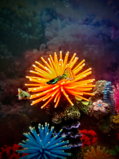 Pet Supply Store «PetSmart», reviews and photos, 11183 S Parker Rd, Parker, CO 80134, USA