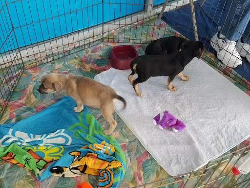 Pet Supply Store «Petco Animal Supplies», reviews and photos, 1215-1309 NJ-33 #1, Hamilton Township, NJ 08690, USA