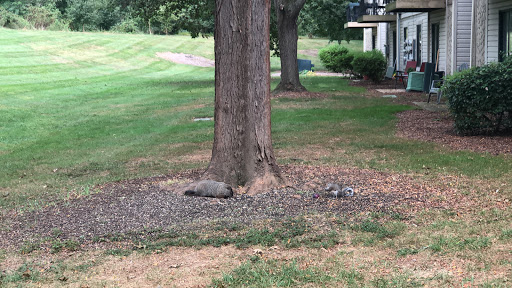 Golf Course «The Meadows at Middlesex Golf Course», reviews and photos, 70 Hunters Glen Dr, Plainsboro Township, NJ 08536, USA