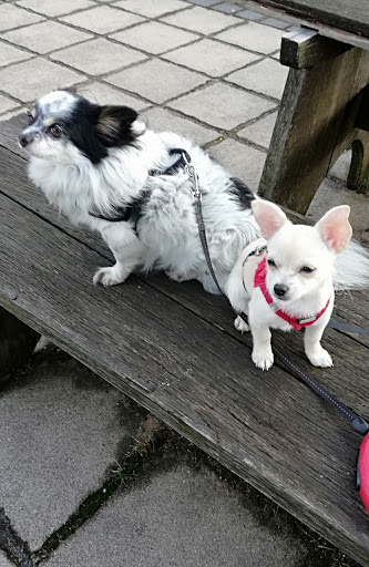 Tierarztpraxis unter Spremberg, Brandenburg