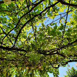 Photo n°3 de l'avis de Hans.l fait le 10/08/2020 à 07:45 sur le  Hotel Gästehaus Kraft à Lauffen am Neckar