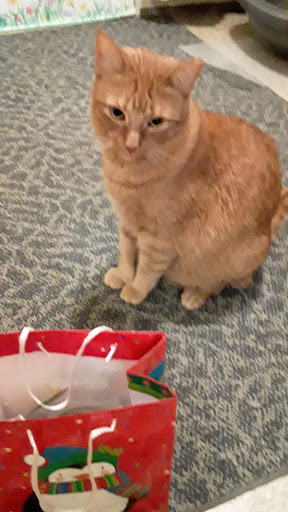 Pet Supply Store «PetSmart», reviews and photos, 2101 Elmwood Ave, Buffalo, NY 14207, USA