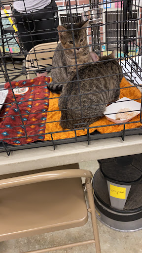 Pet Supply Store «Petco Animal Supplies», reviews and photos, 860 Broadway, New York, NY 10003, USA