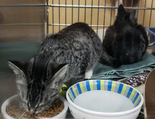 Pet Supply Store «PetSmart», reviews and photos, 2997 Max Ave, Bozeman, MT 59718, USA