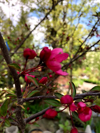 Garden Center «Stonewall Garden Center», reviews and photos, 4675 PA-447, Canadensis, PA 18325, USA