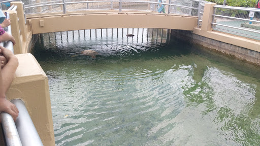 Aquarium «Miami Seaquarium», reviews and photos, 4400 Rickenbacker Causeway, Key Biscayne, FL 33149, USA