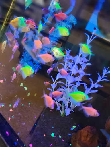 Pet Supply Store «Petco Animal Supplies», reviews and photos, 753 53rd Ave NE, Fridley, MN 55421, USA