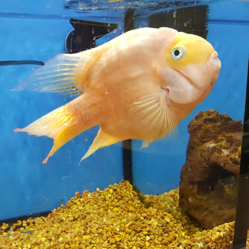 Pet Supply Store «Petco Animal Supplies», reviews and photos, 1203 SE Everett Mall Way f, Everett, WA 98208, USA