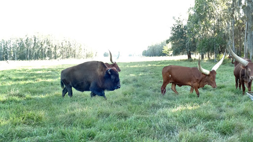 Ranch «Smith Family Ranch, LLC», reviews and photos, 13444 Moore Road, Lakeland, FL 33809, USA