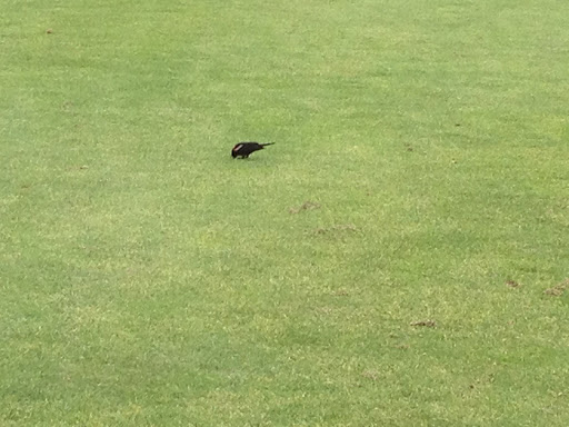 Public Golf Course «Mercer Oaks Golf Course», reviews and photos, 725 Village Rd W, West Windsor Township, NJ 08550, USA