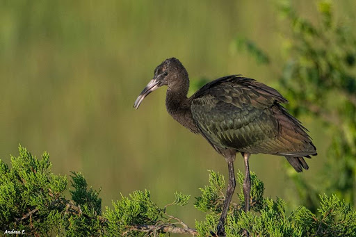  «Ocean City Welcome Center», reviews and photos, 300 W 9th St, Ocean City, NJ 08226, USA