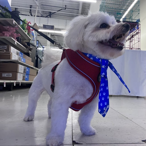 Pet Supply Store «PetSmart», reviews and photos, 3131 E Main St, Mohegan Lake, NY 10547, USA