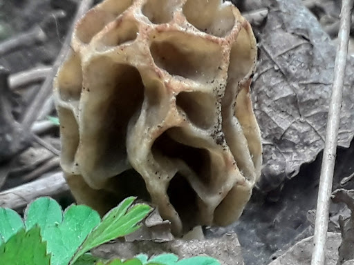 Grocery Store «Wolftown Mercantile Country Stor», reviews and photos, 3801 Wolftown-Hood Rd, Madison, VA 22727, USA