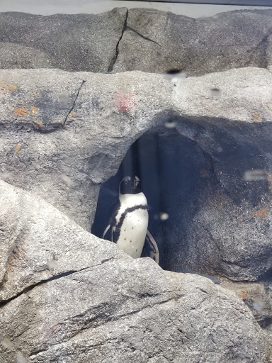 Zoo «Naples Zoo at Caribbean Gardens», reviews and photos, 1590 Goodlette-Frank Rd, Naples, FL 34102, USA