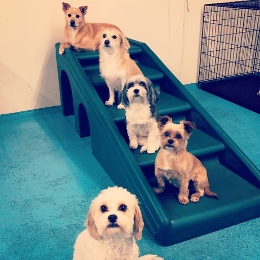 Dog Trainer «Blue Prints Dog Studio», reviews and photos, 303 Nottingham Rd, Syracuse, NY 13210, USA