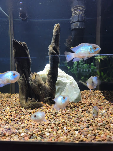 Pet Store «Petland Montgomery», reviews and photos, 7127 Eastchase Pkwy, Montgomery, AL 36117, USA