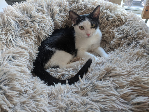 Pet Supply Store «PS9 Pets», reviews and photos, 169 N 9th St, Brooklyn, NY 11211, USA