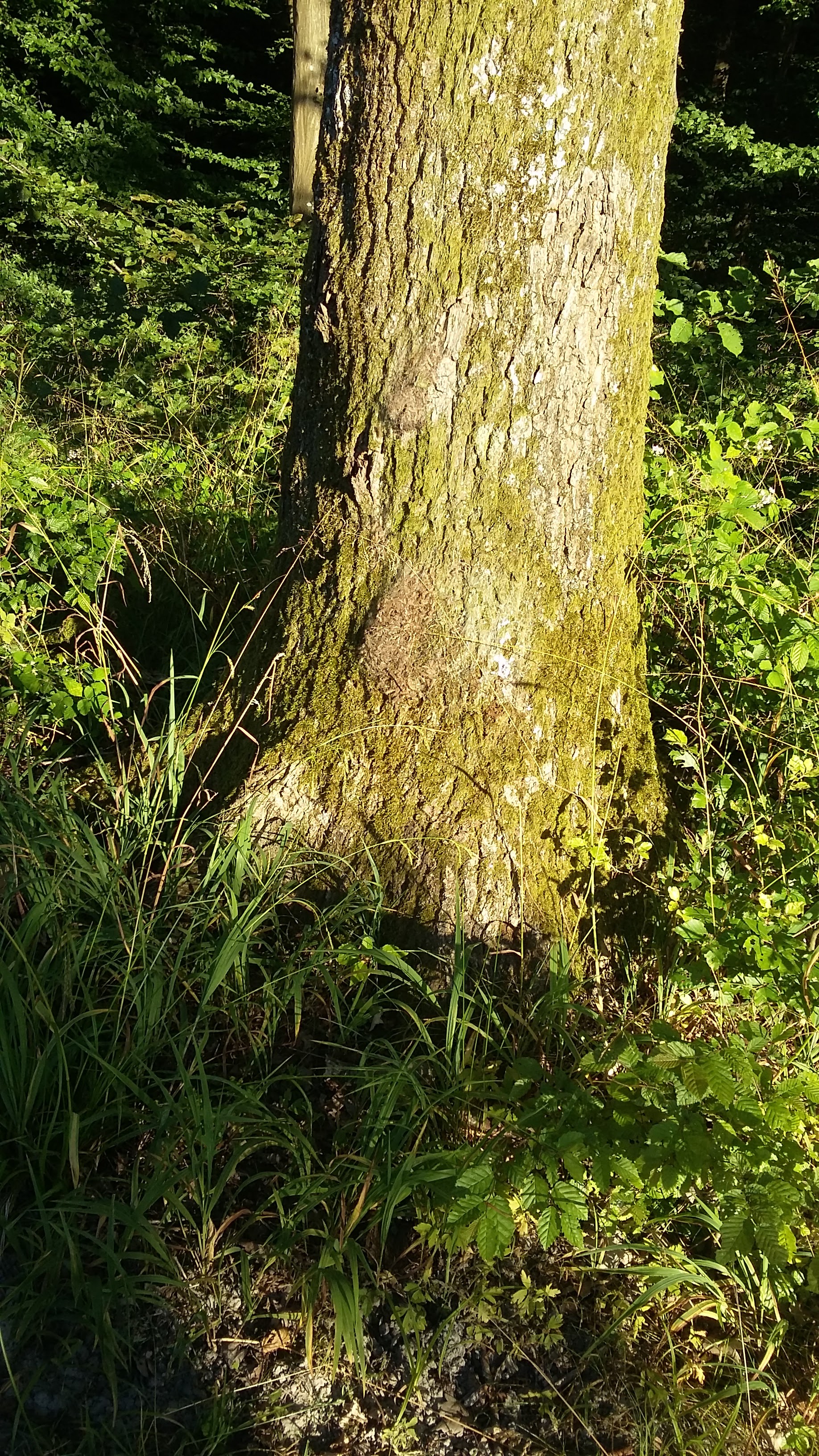 Photo n° 1 de l'avis de Sonja.D fait le 09/07/2019 à 17:48