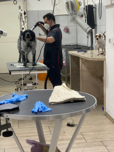 Pensioni per cani e dog hotel a Gli Amici di Chlo