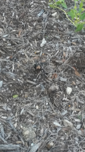 Florist «Bow Wood Florist & Gifts», reviews and photos, 100 N McGraw St, Forney, TX 75126, USA