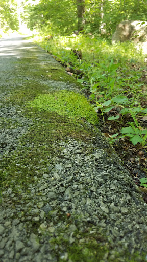 Park «Bringhurst Woods Park», reviews and photos, 5001 Washington Street Extension, Wilmington, DE 19809, USA