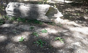 South Arkansas Arboretum - photo 35