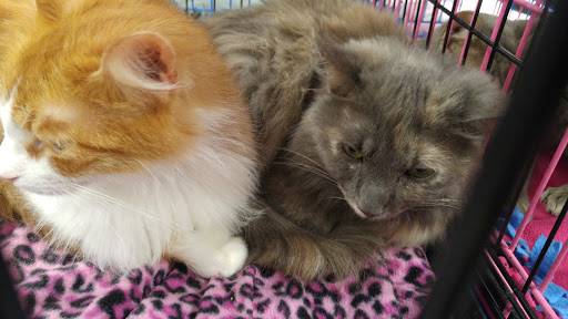 Pet Supply Store «PetSmart», reviews and photos, 3530 Rosemead Blvd, Rosemead, CA 91770, USA