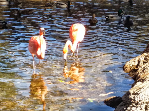 Zoo «Oklahoma City Zoo», reviews and photos, 2000 Remington Pl, Oklahoma City, OK 73111, USA