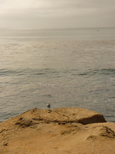 Coffee Shop «Santa Cruz Coffee Roasting Co.», reviews and photos, 1330 Pacific Ave, Santa Cruz, CA 95060, USA