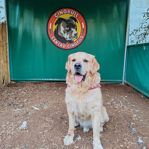 Pensioni per cani e dog hotel a Cino Bull - pensione per cani