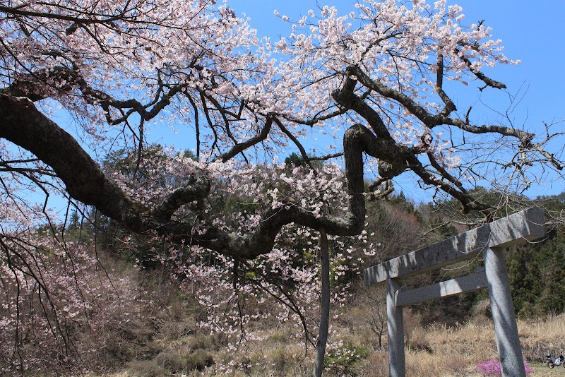 矢野愛宕神社の桜
